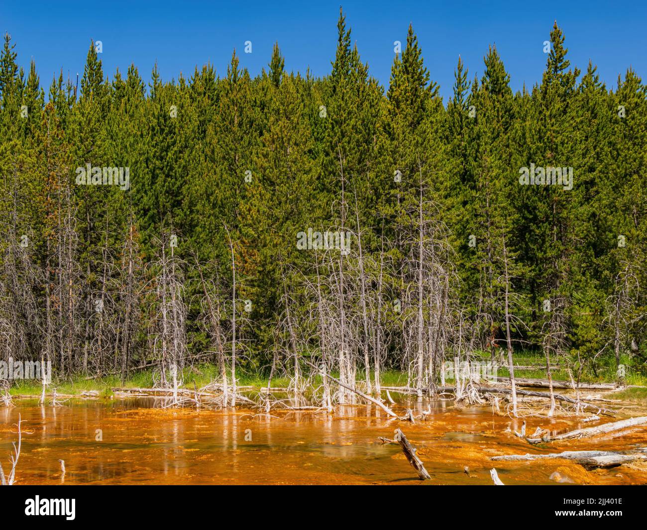 Vista soleggiata del bellissimo paesaggio lungo il sentiero Imperial Geyser nel Wyoming Foto Stock