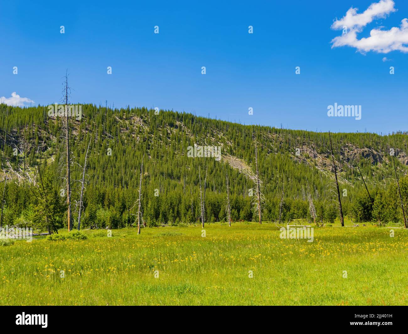 Vista soleggiata del bellissimo paesaggio lungo il sentiero Imperial Geyser nel Wyoming Foto Stock
