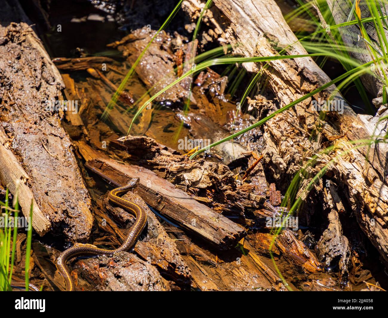 Primo piano di un piccolo serpente in Wyoming Foto Stock