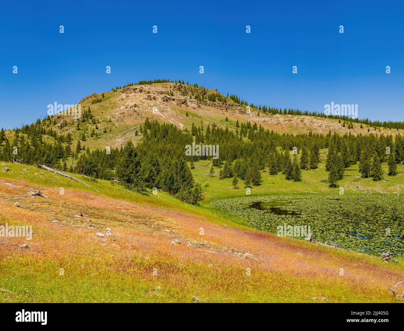 Vista soleggiata del paesaggio di Lily Pond a Wyoming Foto Stock