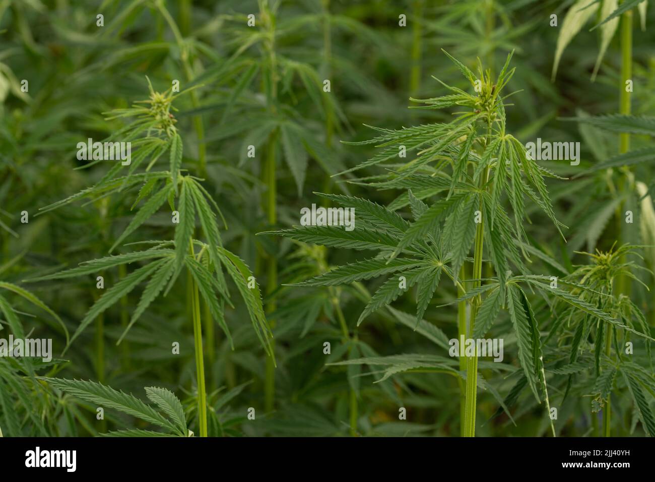 Ampia vista di un campo di canapa verde sotto la luce naturale del sole, paesaggio agricolo con piante di cannabis che crescono all'aperto nella natura estiva Foto Stock