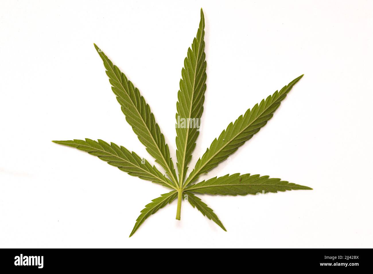 Ampia vista di un campo di canapa verde sotto la luce naturale del sole, paesaggio agricolo con piante di cannabis che crescono all'aperto nella natura estiva Foto Stock