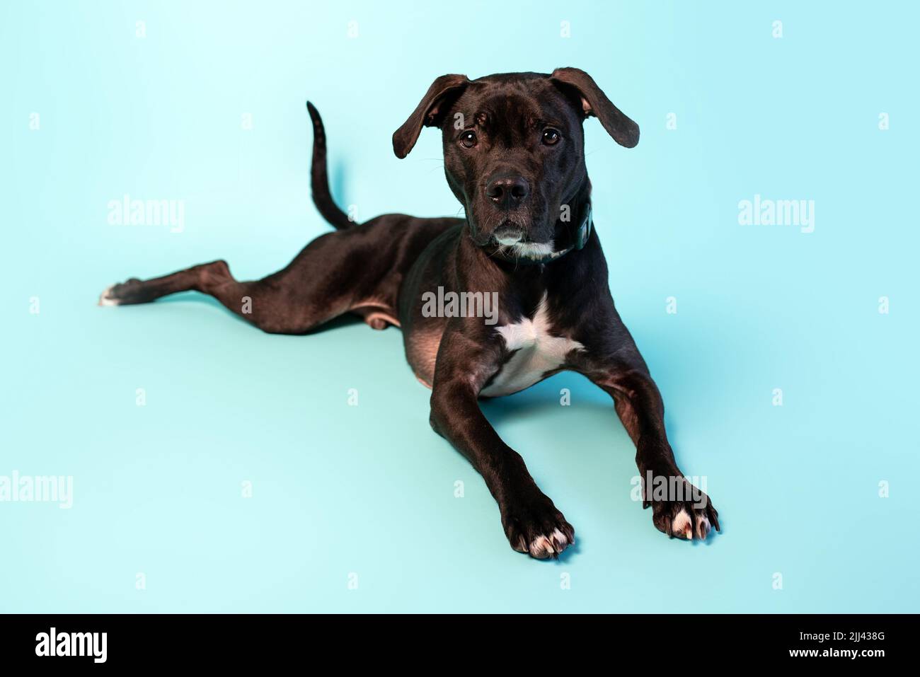 Grey American Staffordshire terrier mix sullo sfondo studio. Cane da cavalletto dolce. Foto Stock