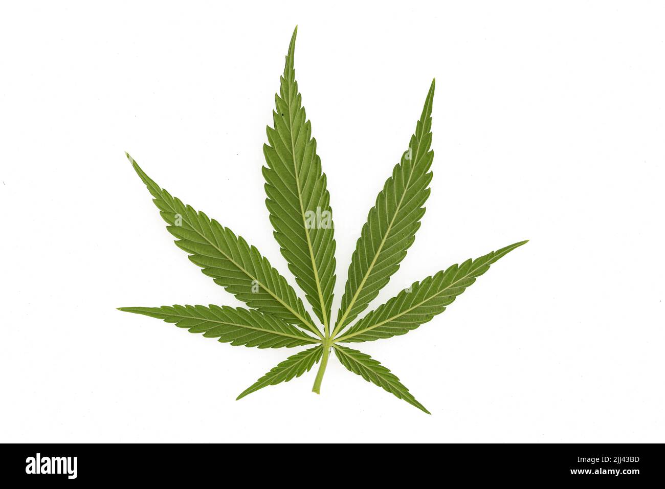 Ampia vista di un campo di canapa verde sotto la luce naturale del sole, paesaggio agricolo con piante di cannabis che crescono all'aperto nella natura estiva Foto Stock