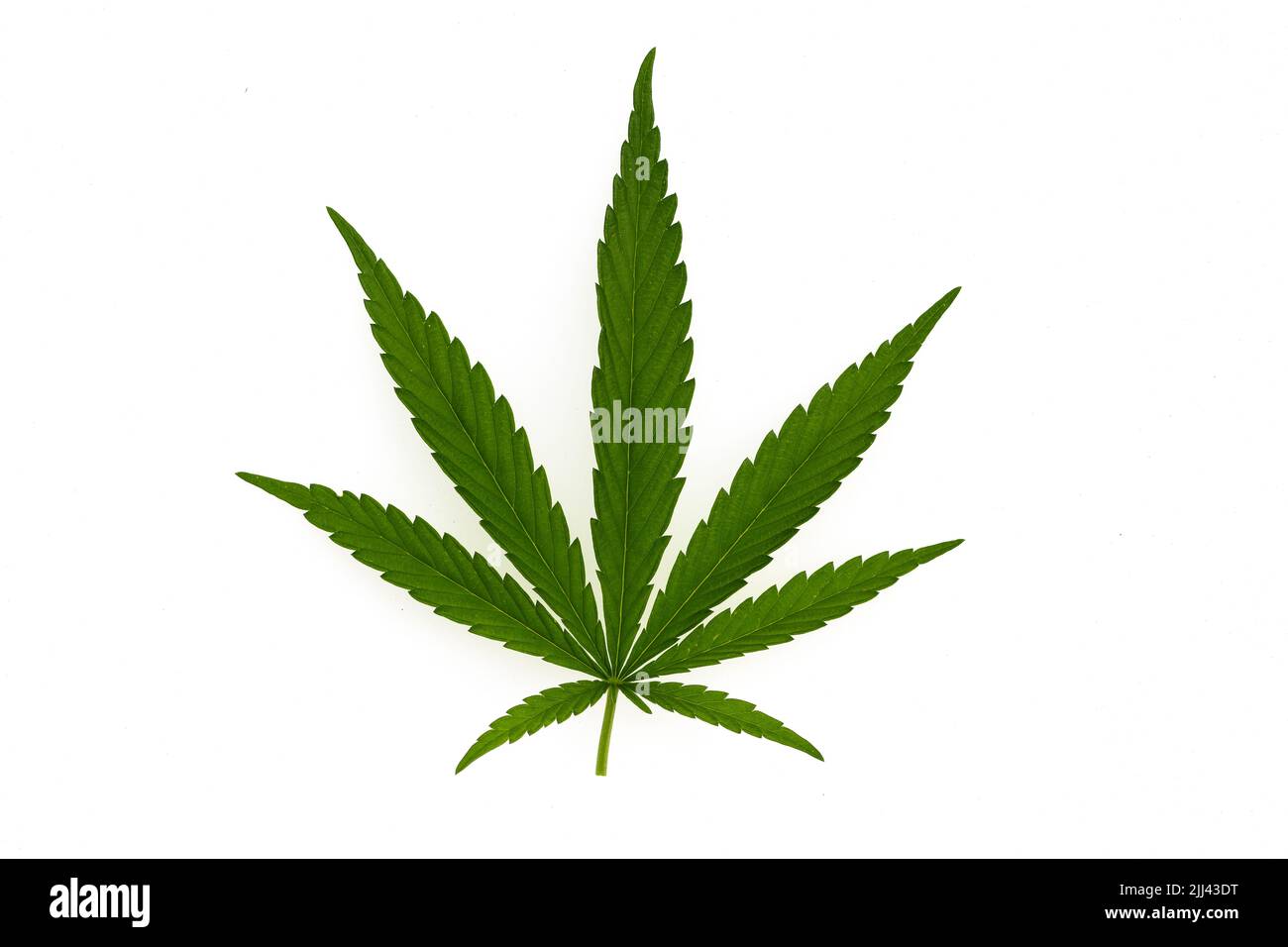 Ampia vista di un campo di canapa verde sotto la luce naturale del sole, paesaggio agricolo con piante di cannabis che crescono all'aperto nella natura estiva Foto Stock