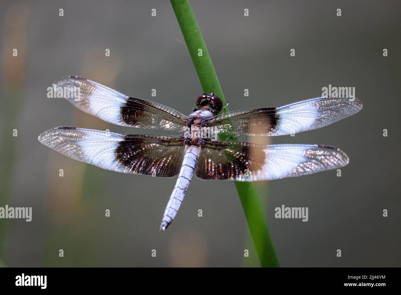 Maschio Widow Skimmer o Libellula luctuosa che si posano su una canna al Green Valley Park a Payson, Arizona. Foto Stock