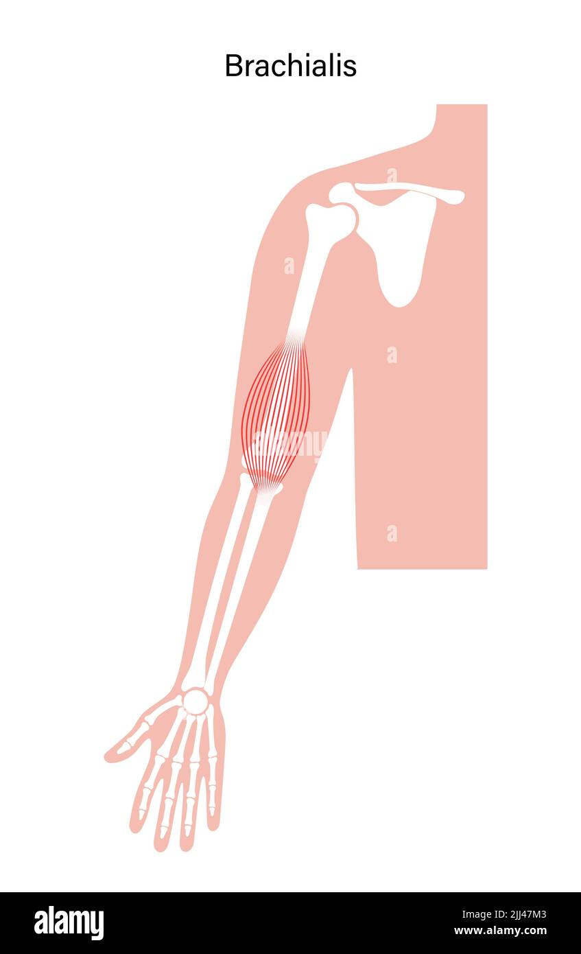 Anatomia muscolare di Brachialis, illustrazione. Foto Stock