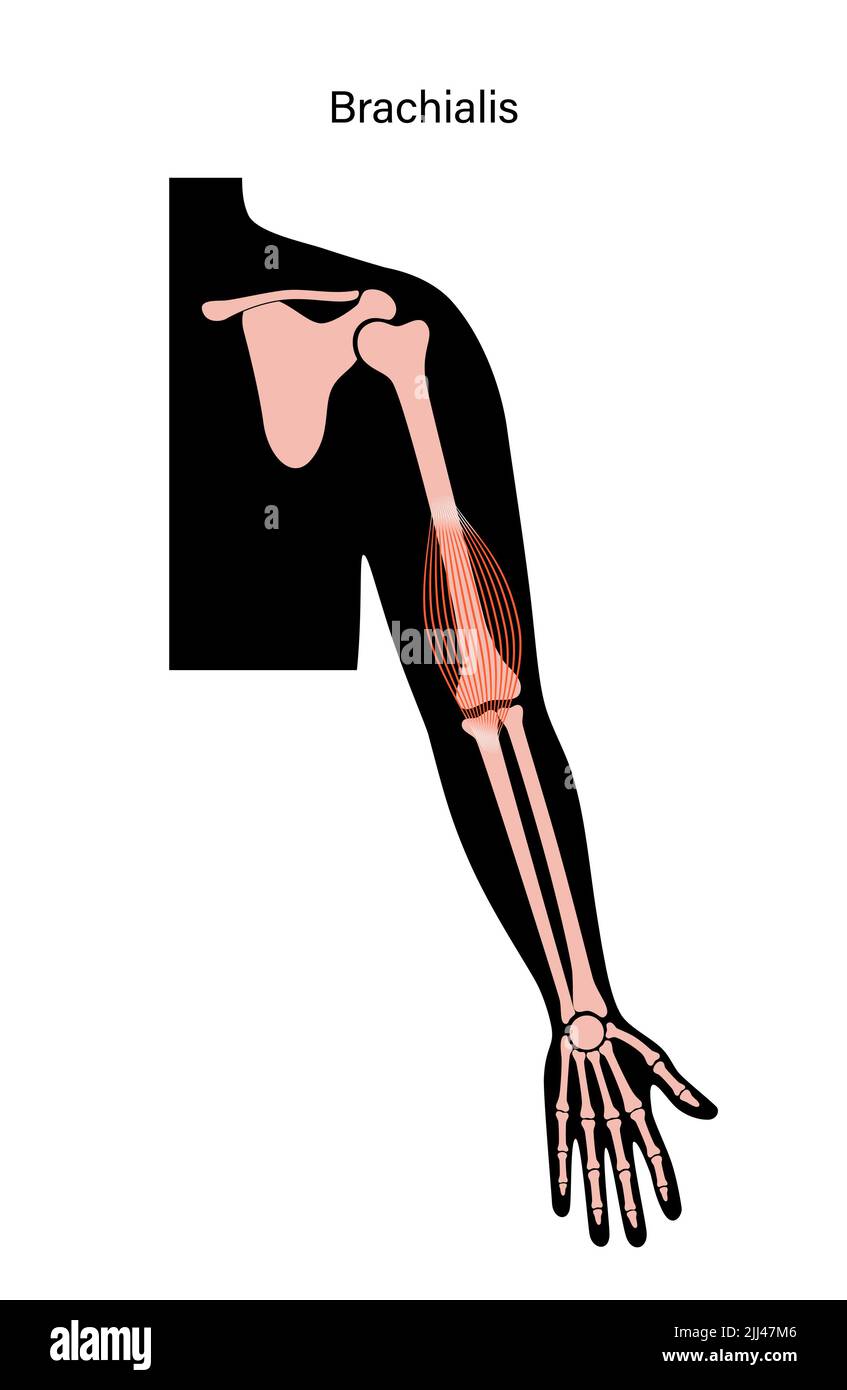Anatomia muscolare di Brachialis, illustrazione. Foto Stock