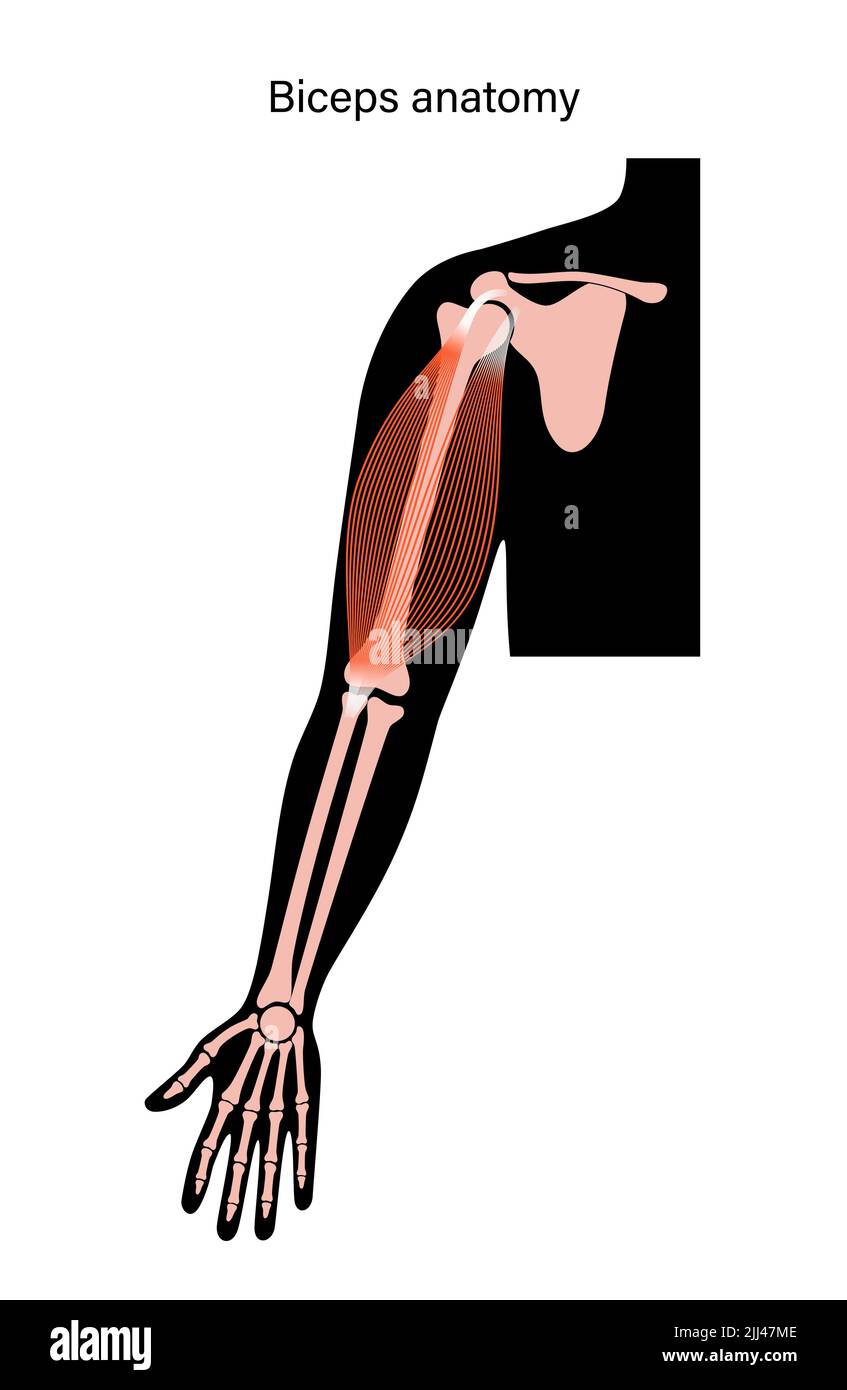 Anatomia muscolare bicipite, illustrazione. Foto Stock