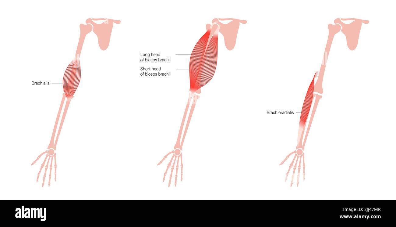 Anatomia del braccio, illustrazione. Foto Stock