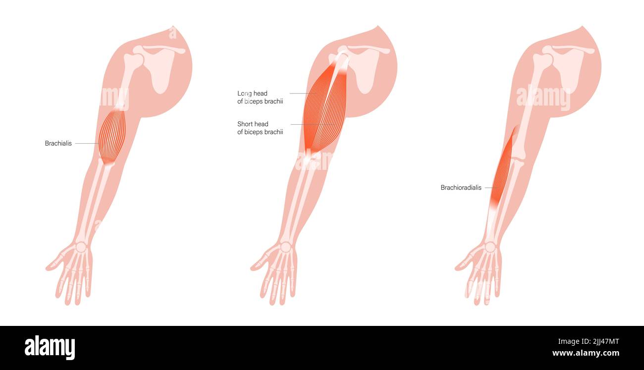 Anatomia del braccio, illustrazione. Foto Stock
