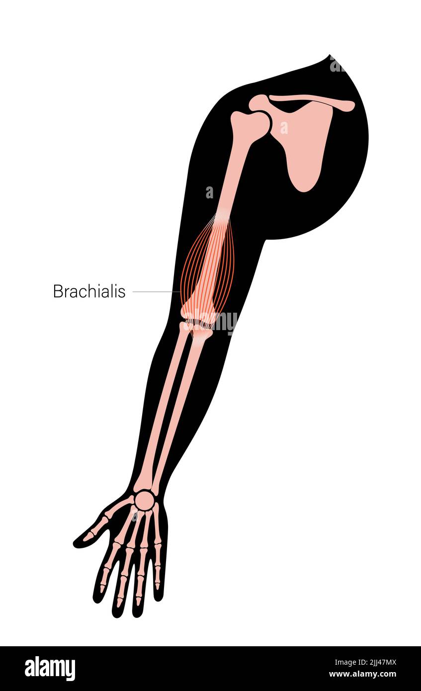 Anatomia muscolare di Brachialis, illustrazione. Foto Stock