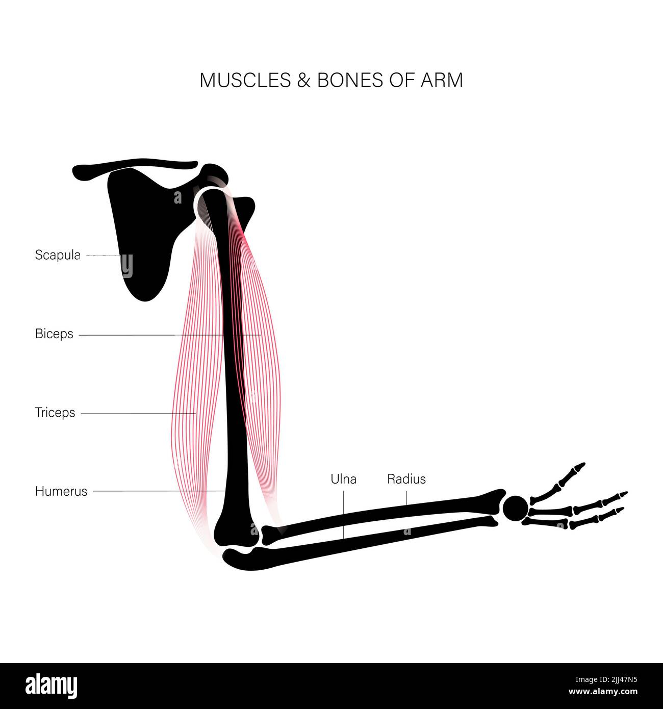 Anatomia del braccio, illustrazione. Foto Stock