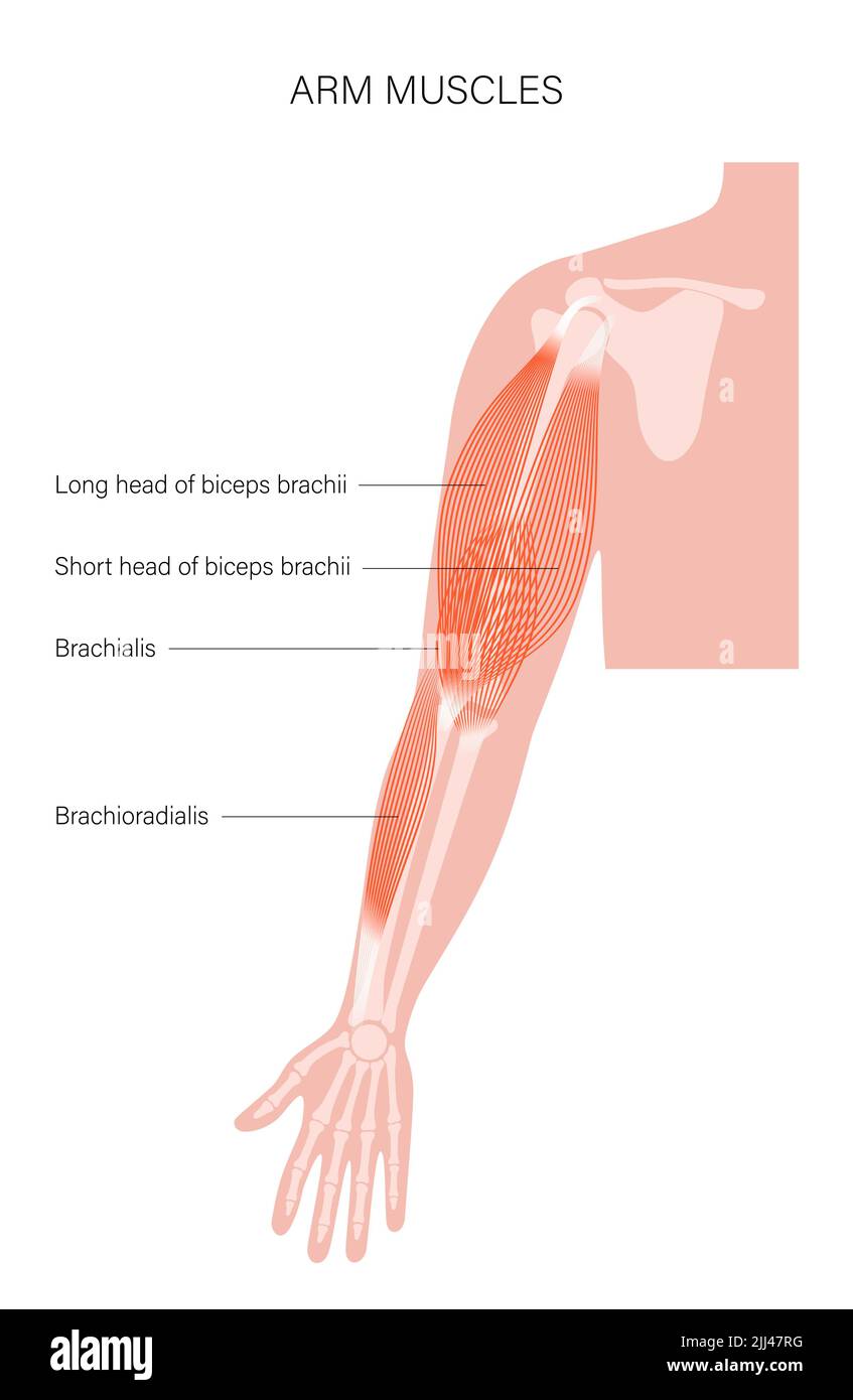 Anatomia del braccio, illustrazione. Foto Stock