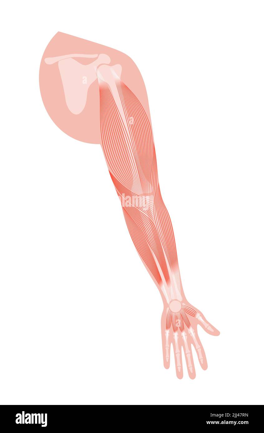 Anatomia del braccio, illustrazione. Foto Stock