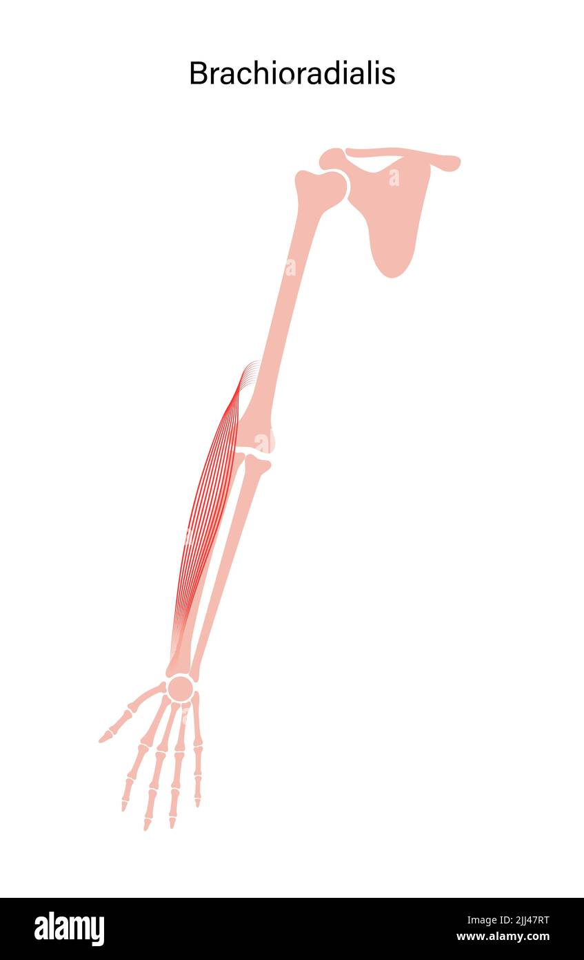 Anatomia muscolare di Brachioradialis, illustrazione. Foto Stock
