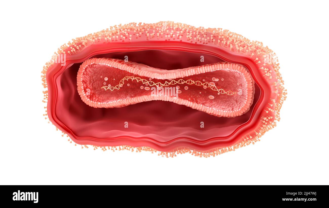 Virus Monkeypox, illustrazione. Monkeypox è un virus zoonotico della famiglia Poxviridae che causa la scimmia, una malattia simile alla varicella. Al centro del virus della scimmietta si trova una nucleoproteina core che contiene il genoma del DNA (acido desossiribonucleico, giallo). Questo è circondato da un involucro esterno coperto da tubuli superficiali. Questo virus, che si trova vicino alle foreste pluviali in Africa centrale e occidentale causa malattie negli esseri umani e nelle scimmie, anche se i suoi ospiti naturali sono roditori. È capace di trasmissione umana ad umana. Foto Stock