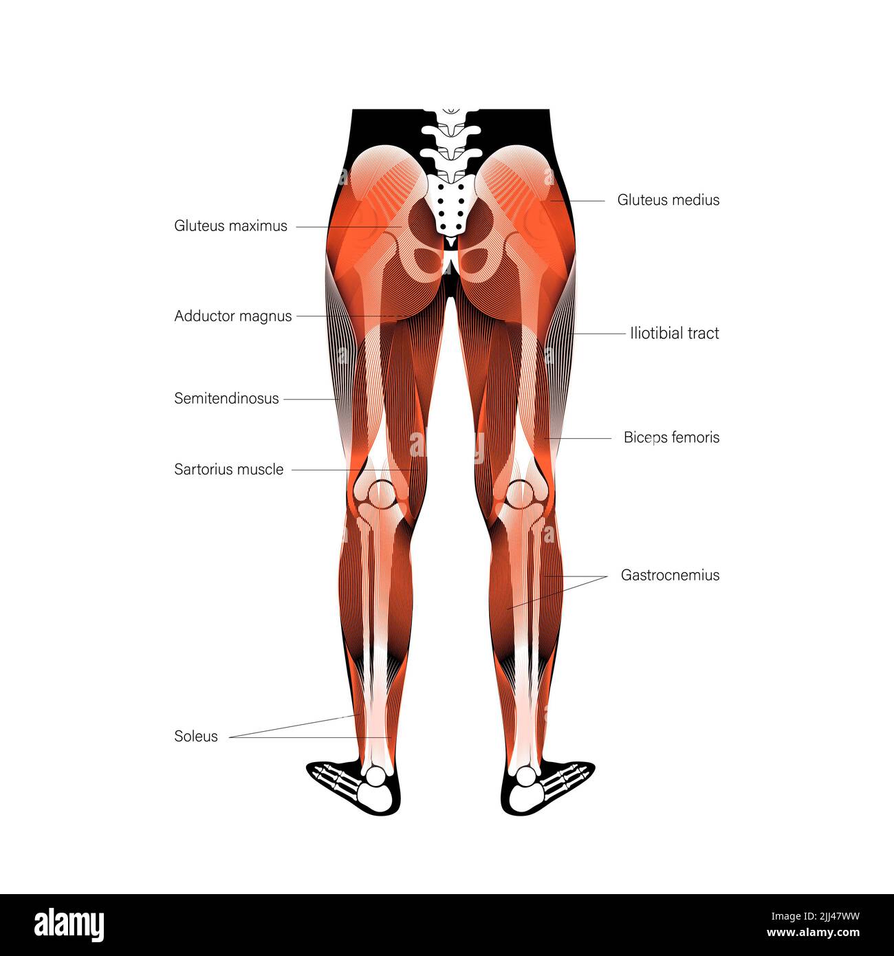 Anatomia delle gambe, illustrazione. Foto Stock