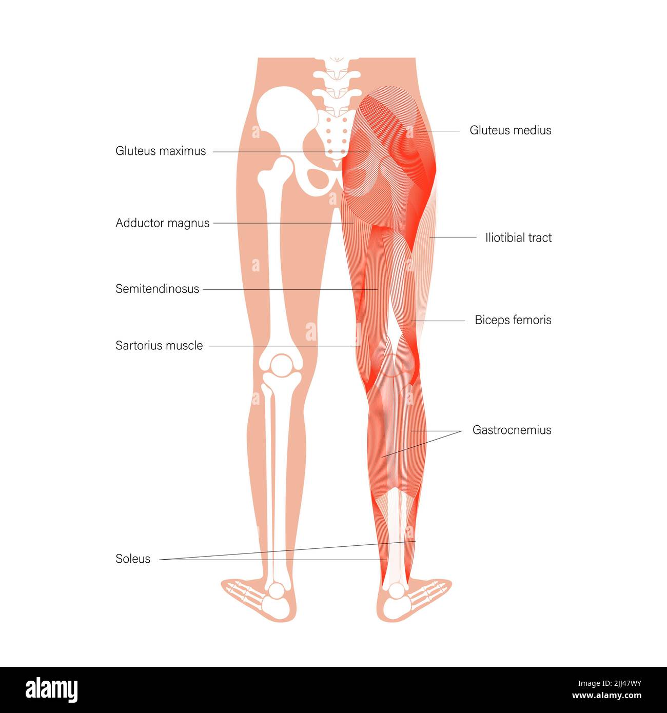 Anatomia delle gambe, illustrazione. Foto Stock