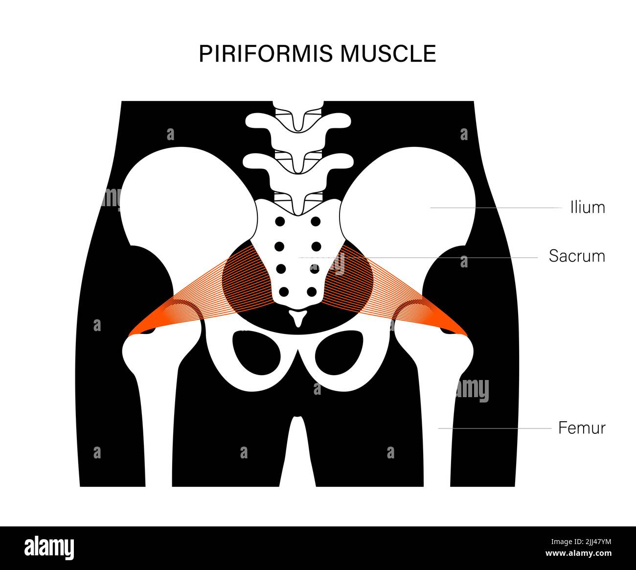 Piriformis muscolo, illustrazione. Foto Stock
