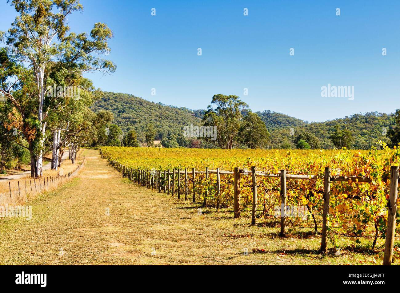 Autunno nella regione del vino a clima fresco della Victoria - King Valley, Victoria, Australia Foto Stock