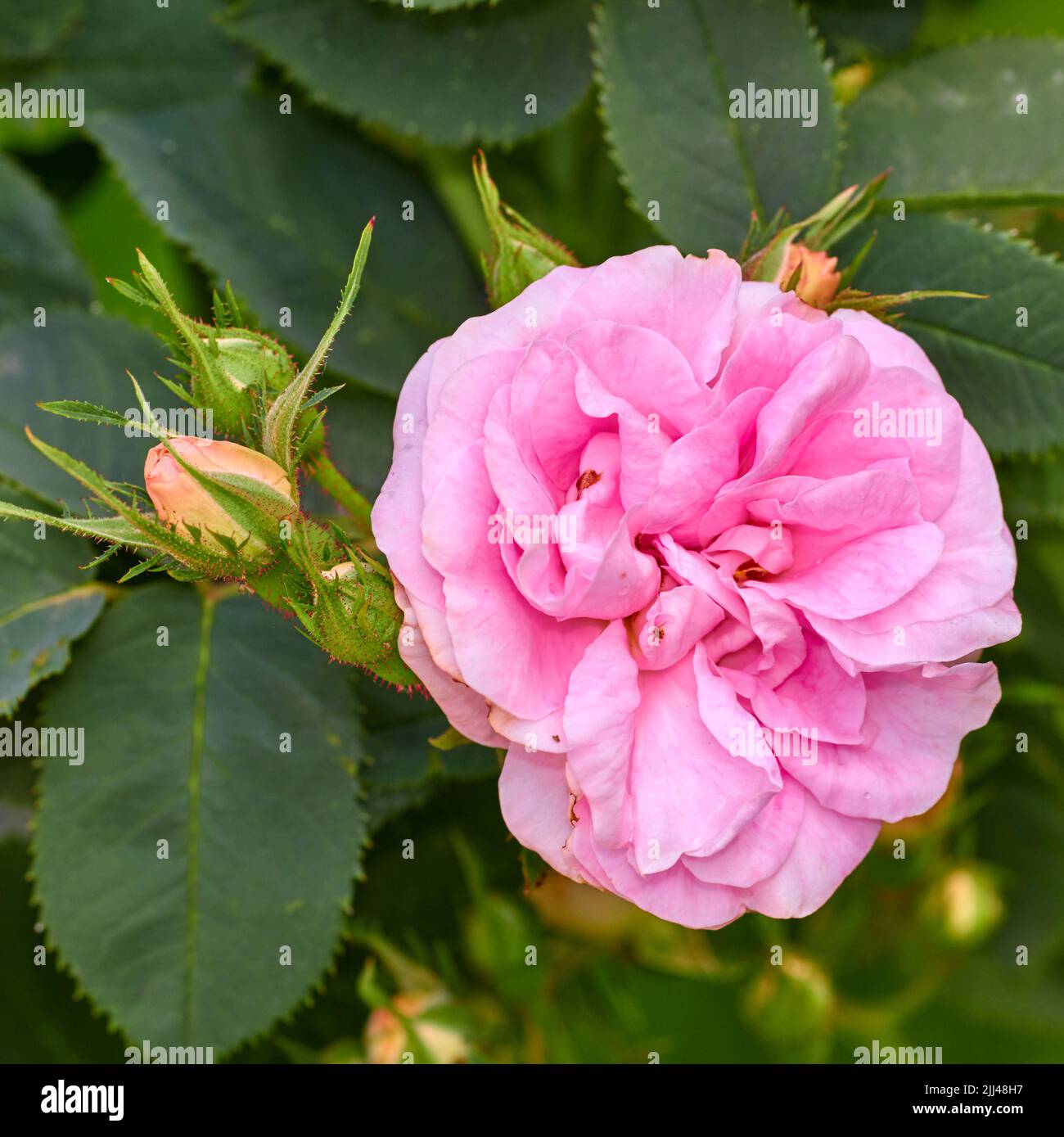 Rosa brillante del cane e germogli su un albero in un giardino. Primo piano di un grazioso fiore rosa canina che cresce tra foglie verdi in natura. Petali delicati Foto Stock