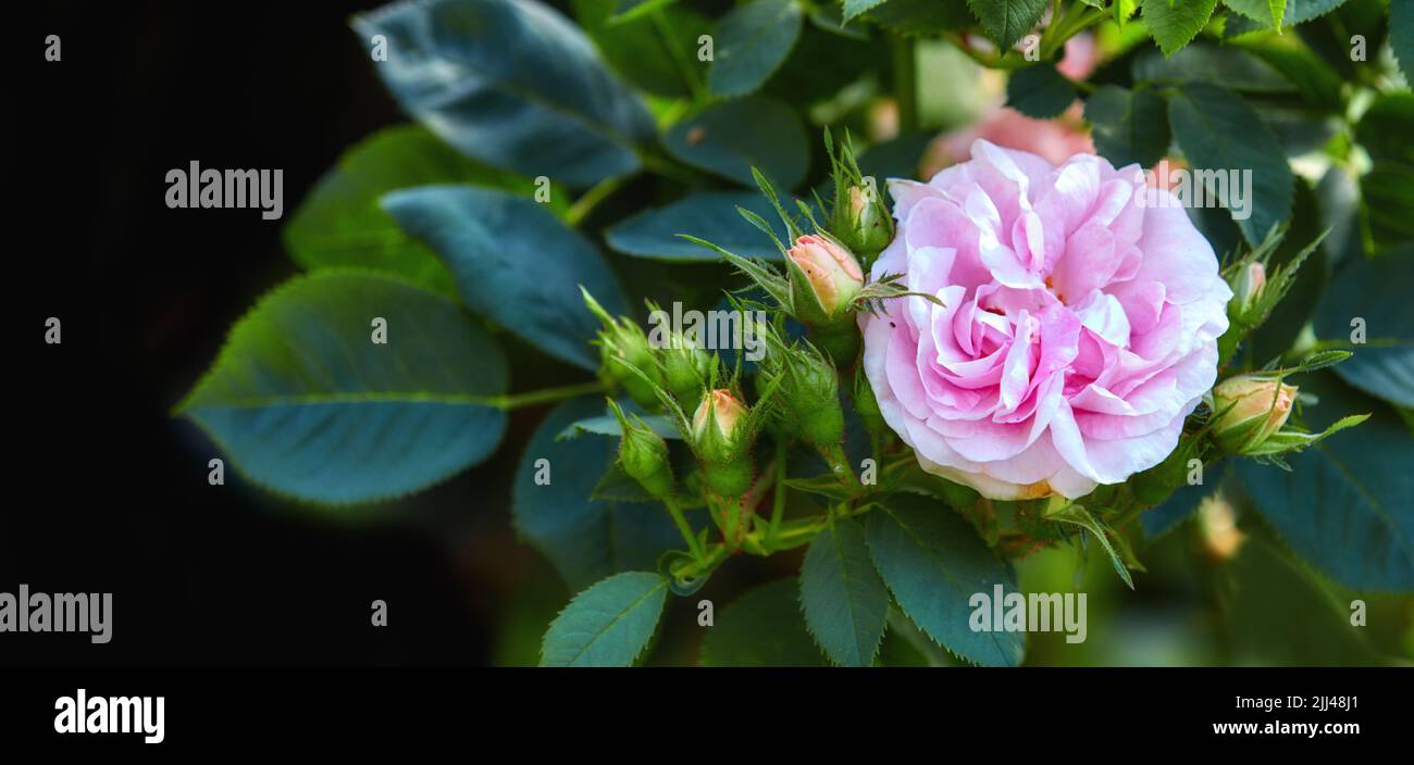 Fiori rosa colorati che crescono su sfondo nero. Primo piano di grandi fanciulle rose arrossite o rosa alba incarnata con petali luminosi in fiore e. Foto Stock