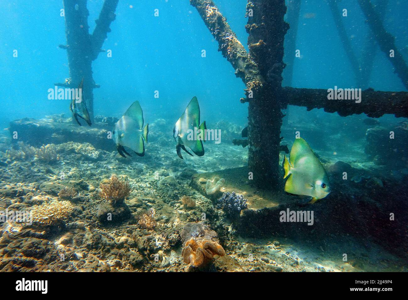 Indonesia Sumbawa - Gruppo di pesci rossi - Platax teira Foto Stock