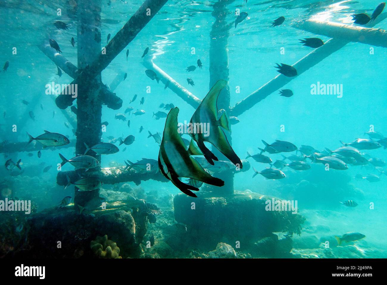 Indonesia Sumbawa - Gruppo di pesci rossi - Platax teira Foto Stock