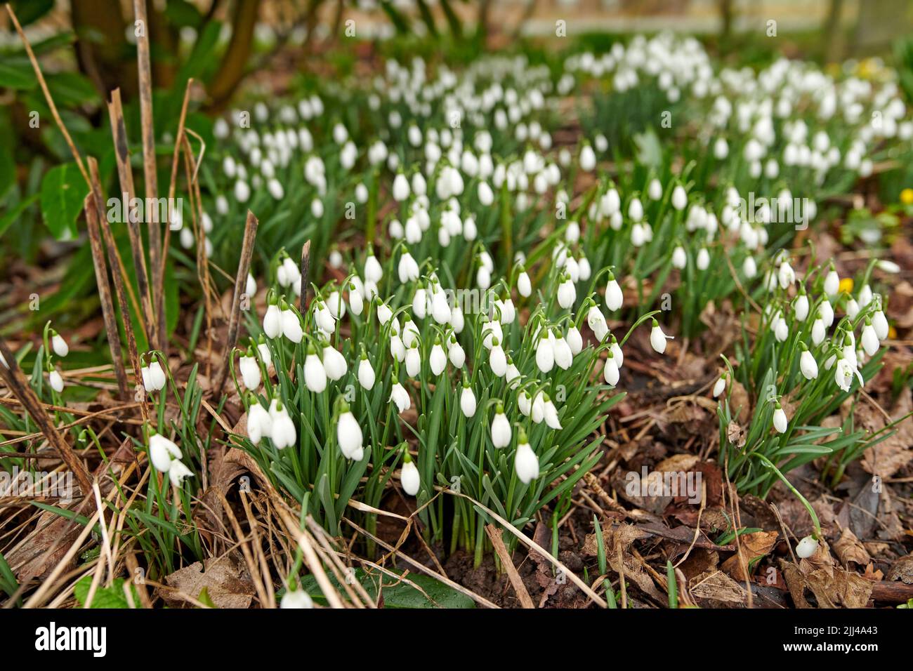 Galanthus woronowii che cresce nel loro habitat naturale in una fitta foresta. Nevicate verdi nei boschi. Woronows snowdrop. Specie di pianta che prospera in Foto Stock