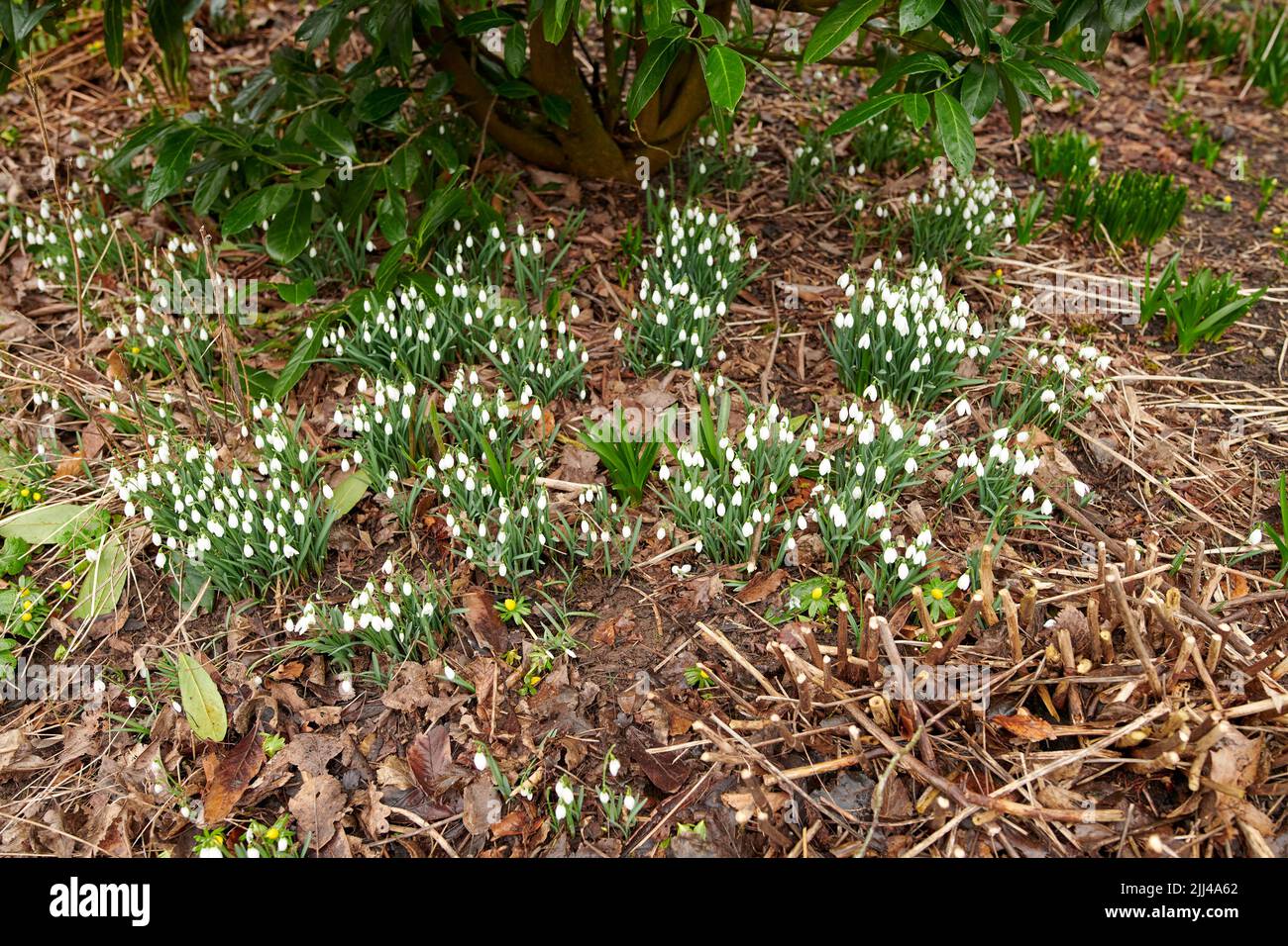 Galanthus woronowii che cresce nel loro habitat naturale in una fitta foresta. Nevicate verdi nei boschi. Woronows snowdrop. Specie di pianta che prospera in Foto Stock