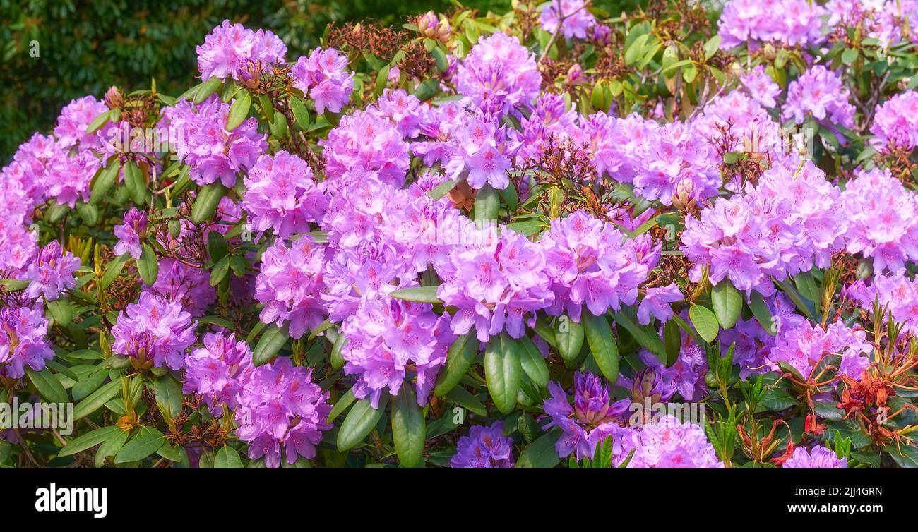 Rhododendron nel mio giardino. Una serie di foto di rododendro in giardino. Foto Stock