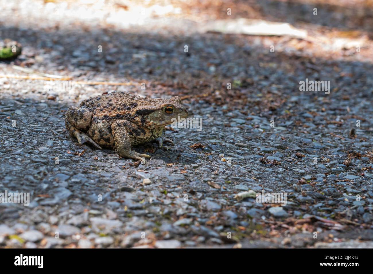Un rospo all'ombra su una strada Foto Stock