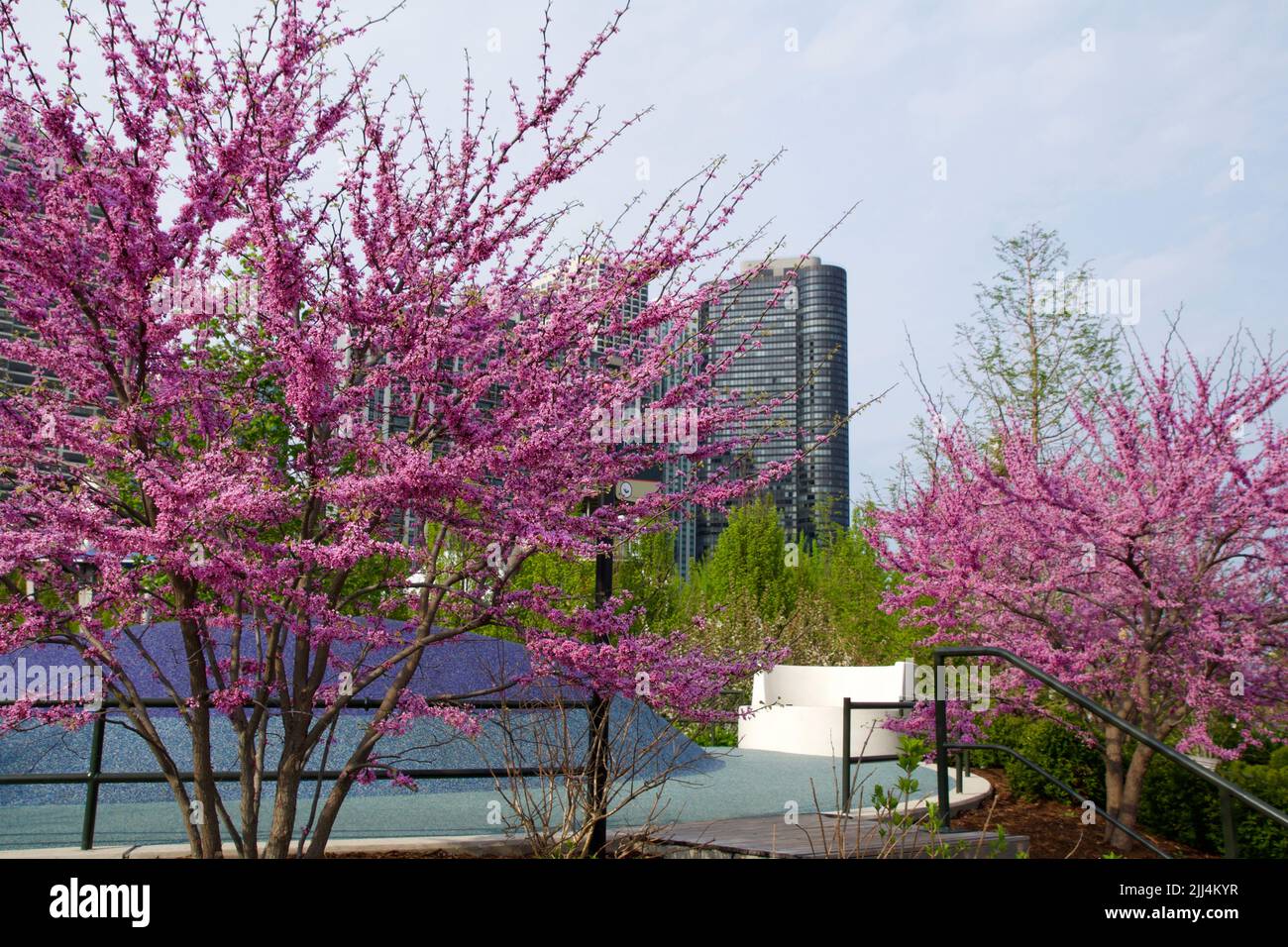 CHICAGO, ILLINOIS, STATI UNITI - 11 maggio 2018: Ciliegi rosa fioriti e fiori di ciliegi al Millennium Park nel centro di Chicago Foto Stock