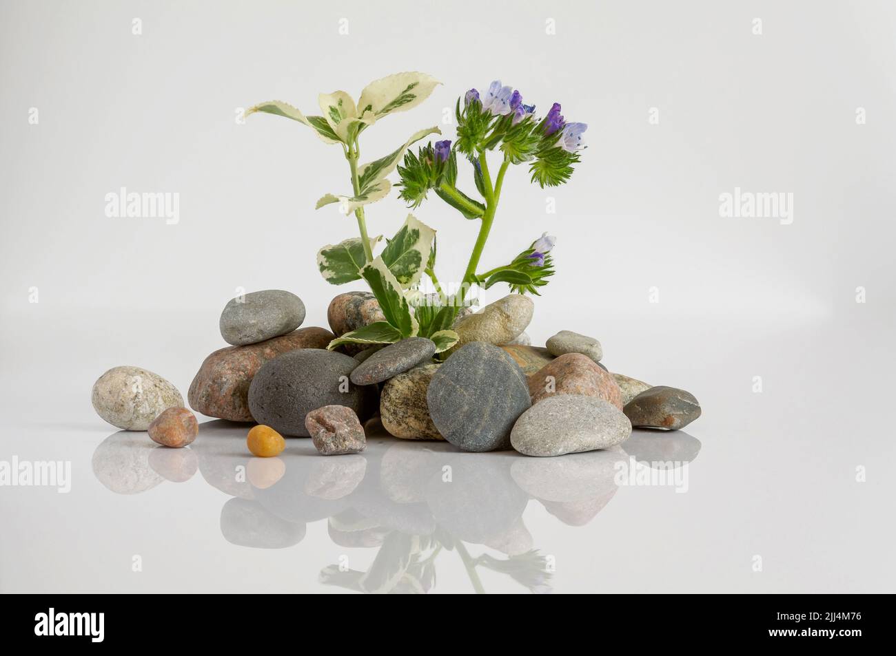 sfondo con ciottoli e piante. Concetto zen minimo, isolato mucchio di pietre marine colorate e piante sporgenti, riflessione specchio Foto Stock