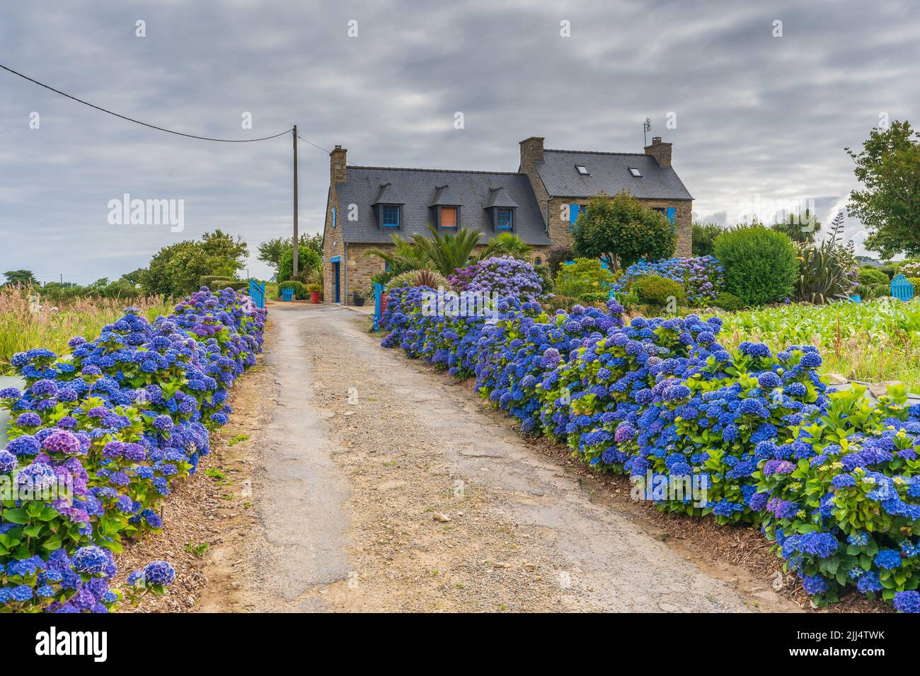 Bella Hydrangeas fioritura in Bretagna Foto Stock