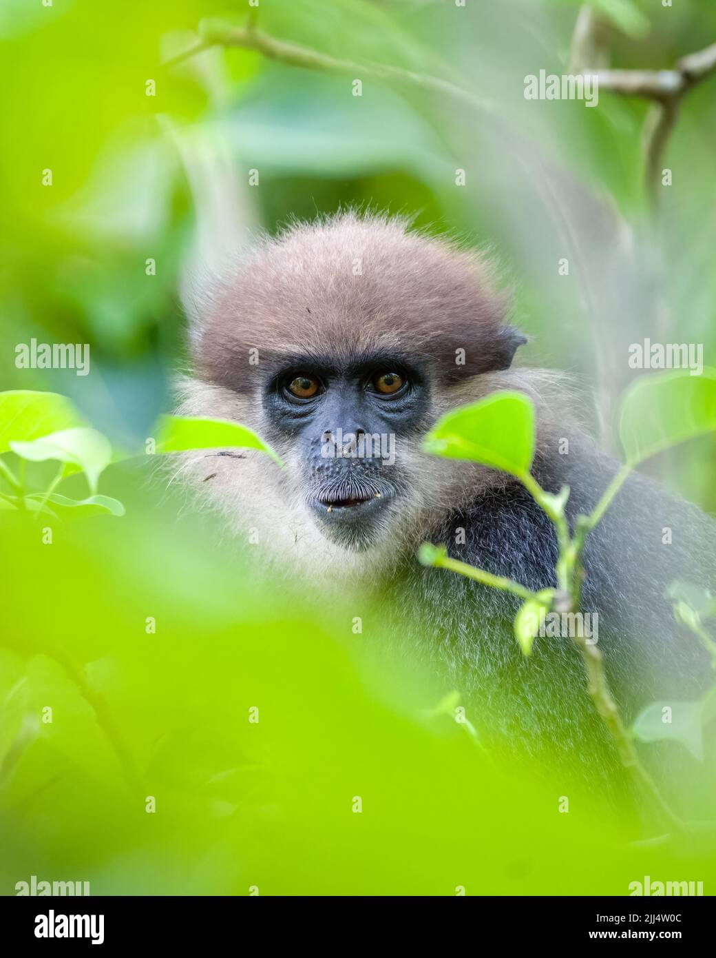 L'espressione facciale della scimmia di langur di fronte viola è stata fotografata attraverso le foglie. Foto Stock