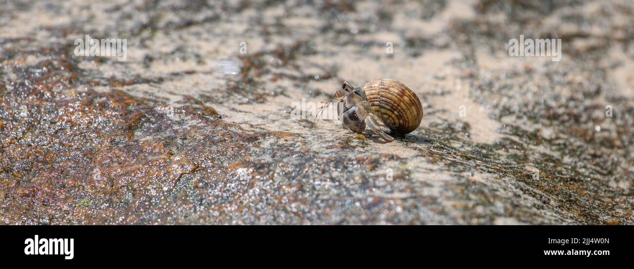 Piccolo granchio eremita strisciante su una superficie rocciosa sulla spiaggia. Foto Stock