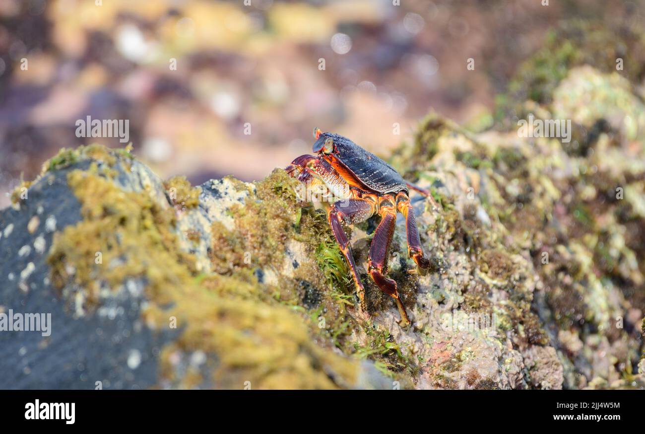 Bellissimo granchio di Grapsus Albolineatus su una roccia lavica bagnata sulla riva del mare foto ravvicinata. Foto Stock