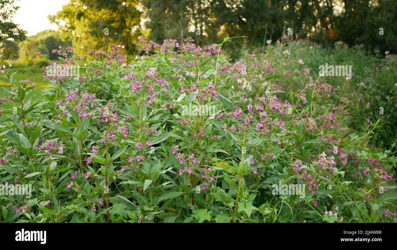 Himalayan balsam Impatiens glandulifera fiore rosa fiore, ornamentale toccando oreficeria occidentale insetti miele raccogliere Saw achenes, invasivo Foto Stock