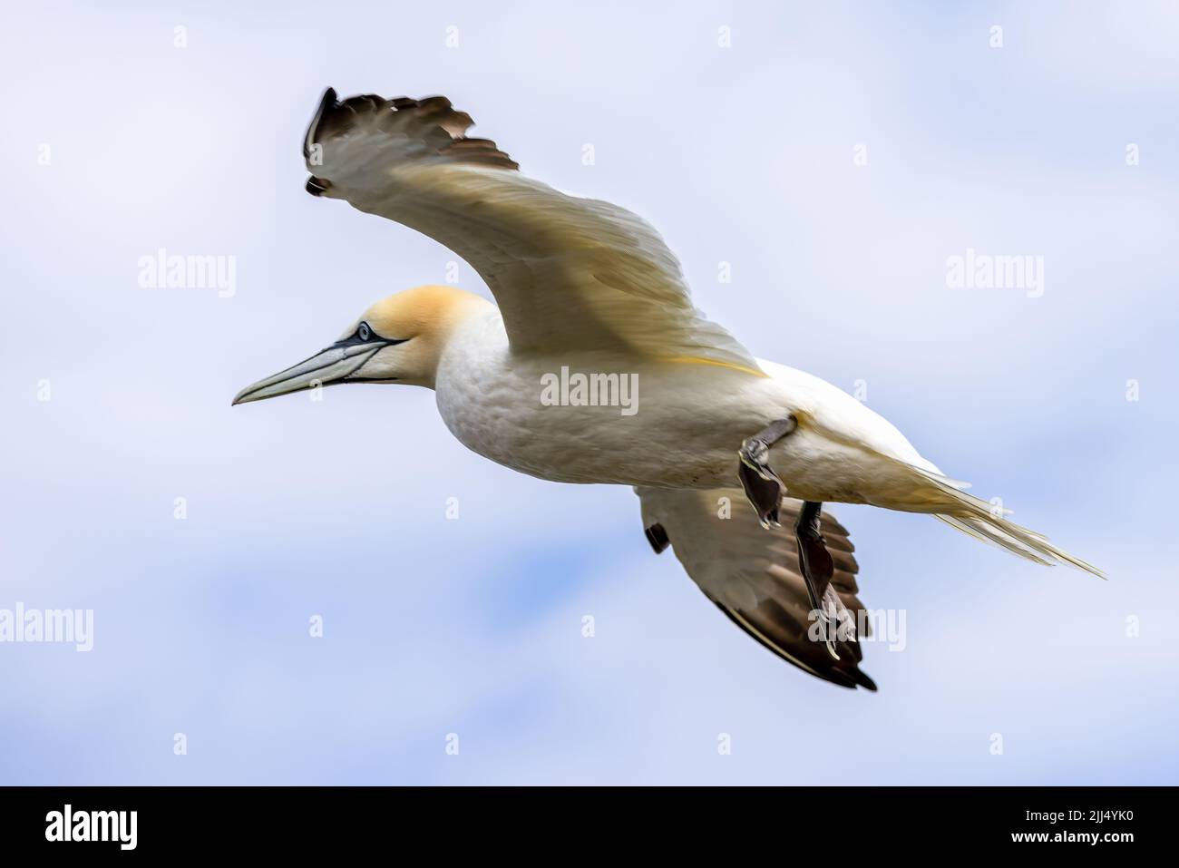 Gannets, Morus fagannanus, in volo alle scogliere di Bempton nello Yorkshire Foto Stock