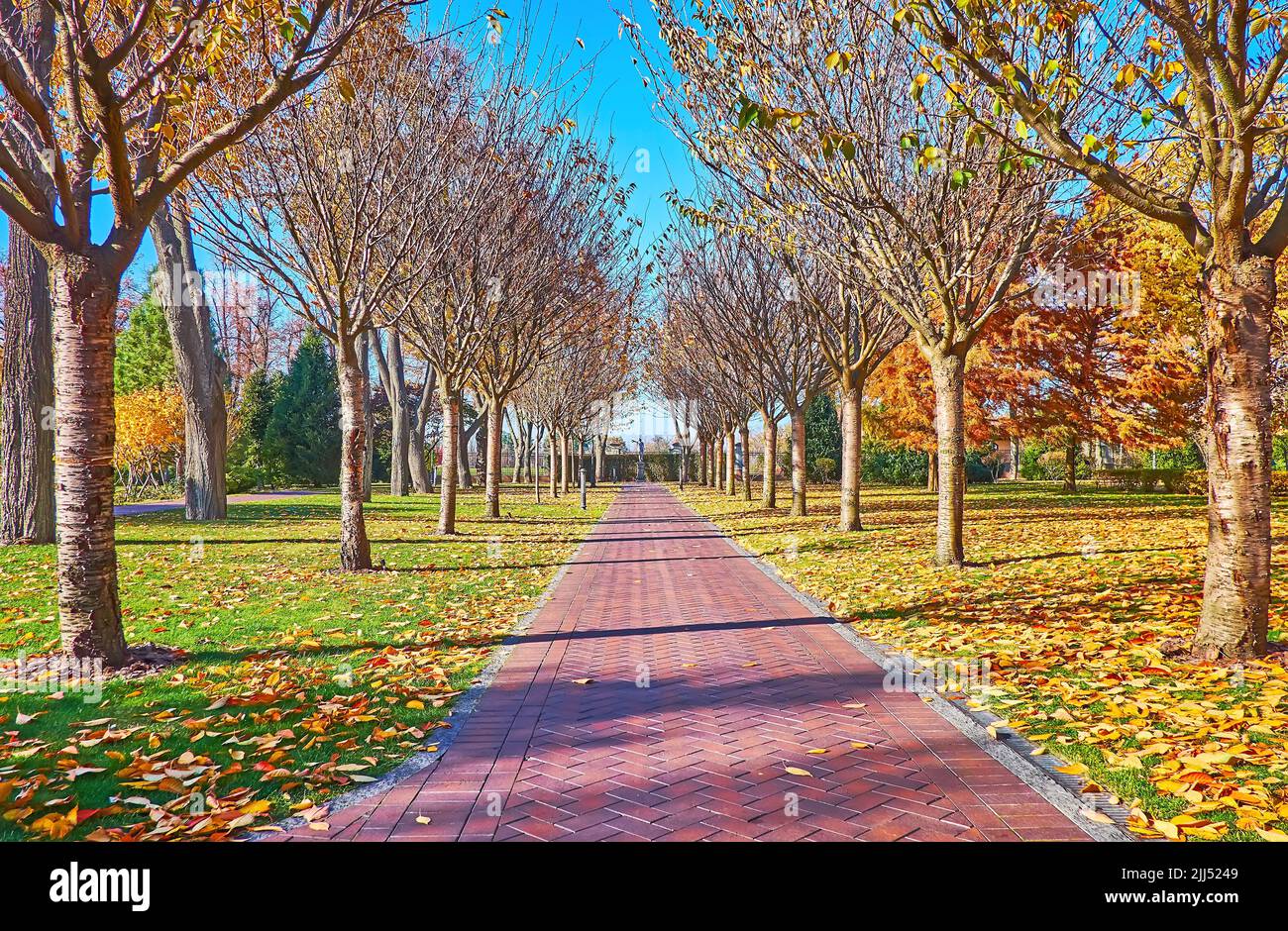 Godetevi la giornata di autunno soleggiato in un bellissimo parco con alberi sparsi lungo il vicolo, fogliame dorato sull'erba e piante di conifere sullo sfondo, Mezhyh Foto Stock