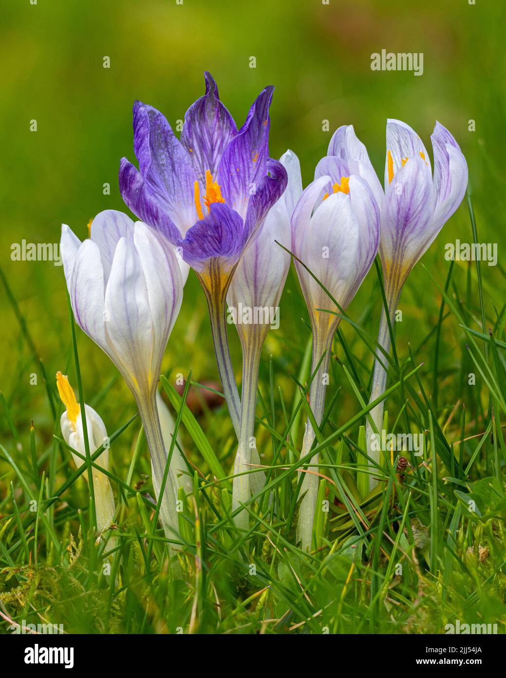 Crocus a Aberglasney Gardens Foto Stock