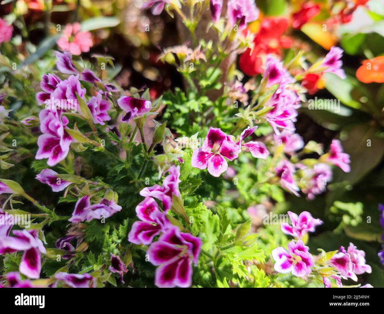 Cespuglio viola di fiori di pelargonio regale. Non ci sono persone o marchi nella foto. Foto Stock