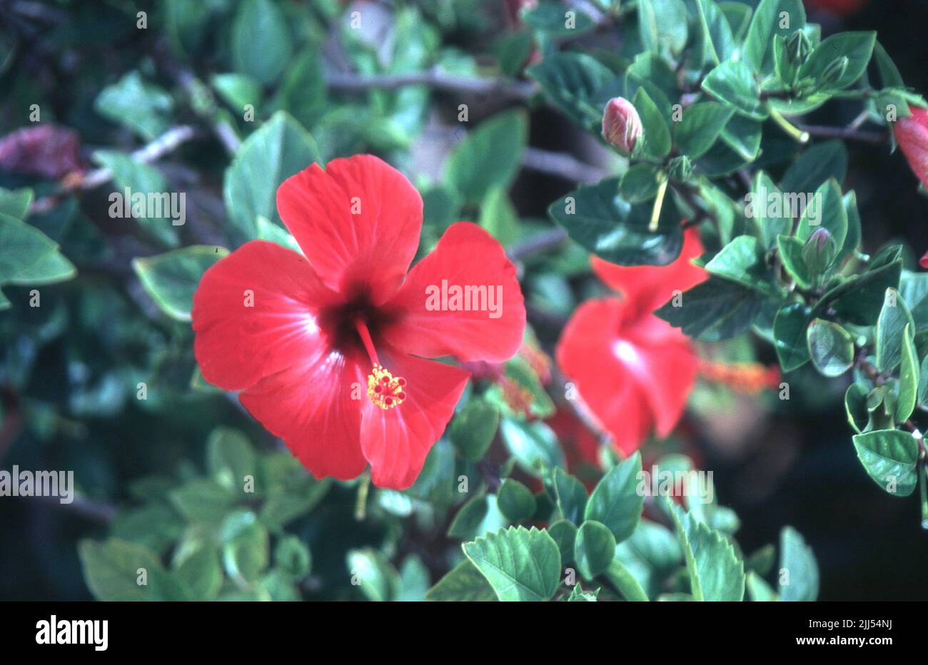 Fiore sull'isola Raymond Boswell Foto Stock