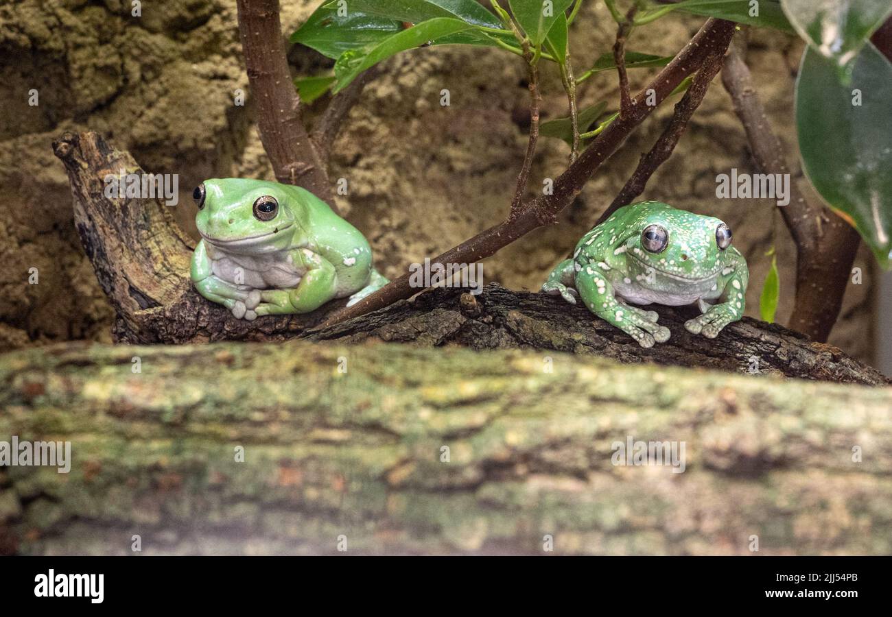 Due rane americane di alberi verdi, Hyla Cinerea, arroccate su un ramo, su un morbido sfondo verde. Foto Stock