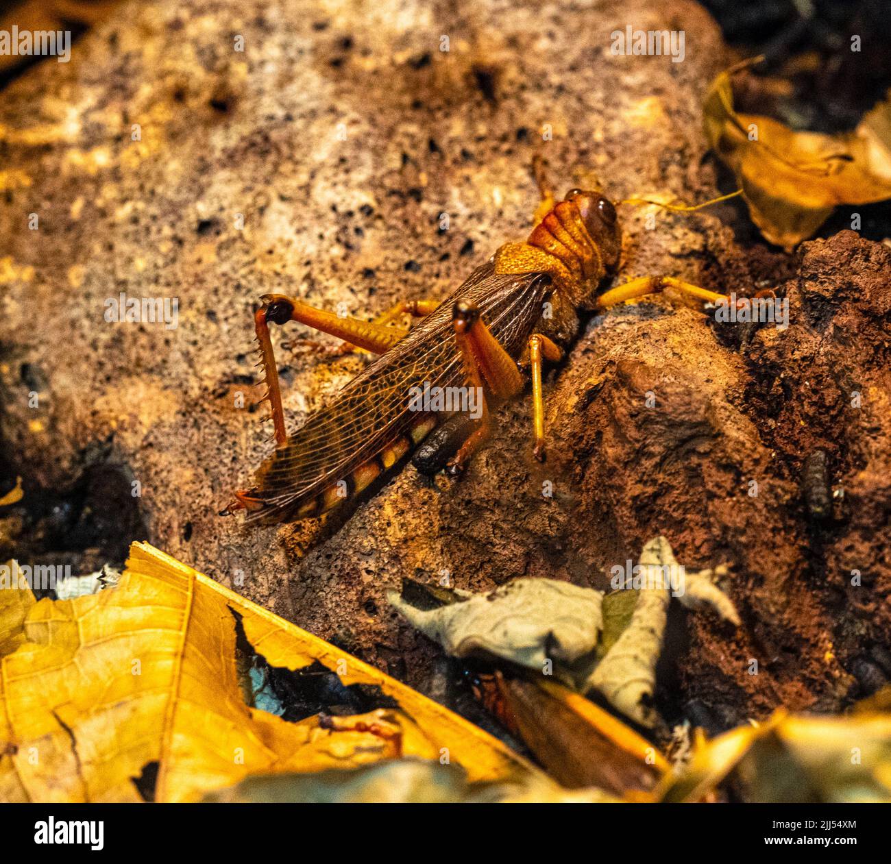 Vista laterale della locusta migratoria nella natura selvaggia Foto Stock