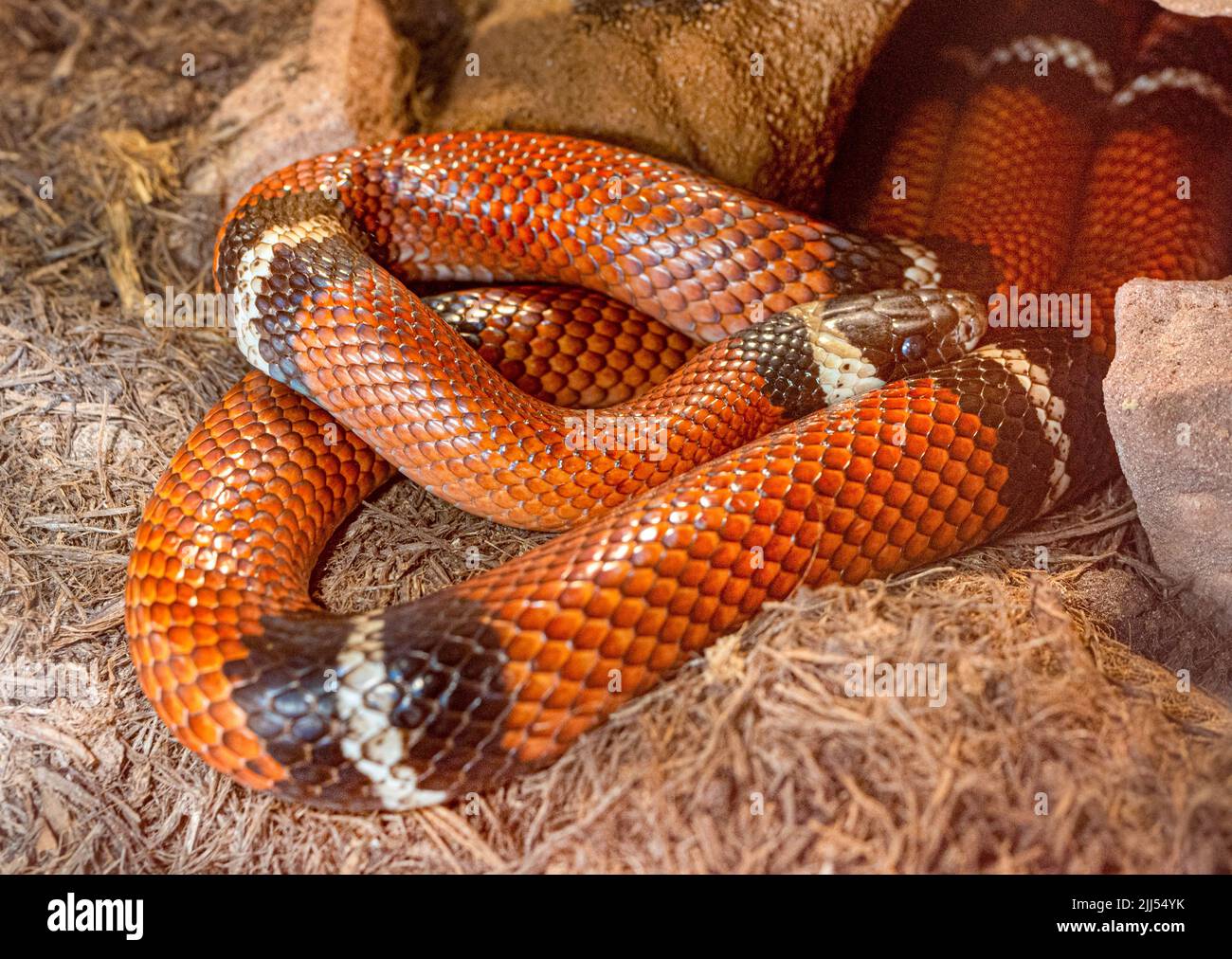 Scarlatto-kingsnake-(Lampropeltis-triangulum-elapsoides) Foto Stock