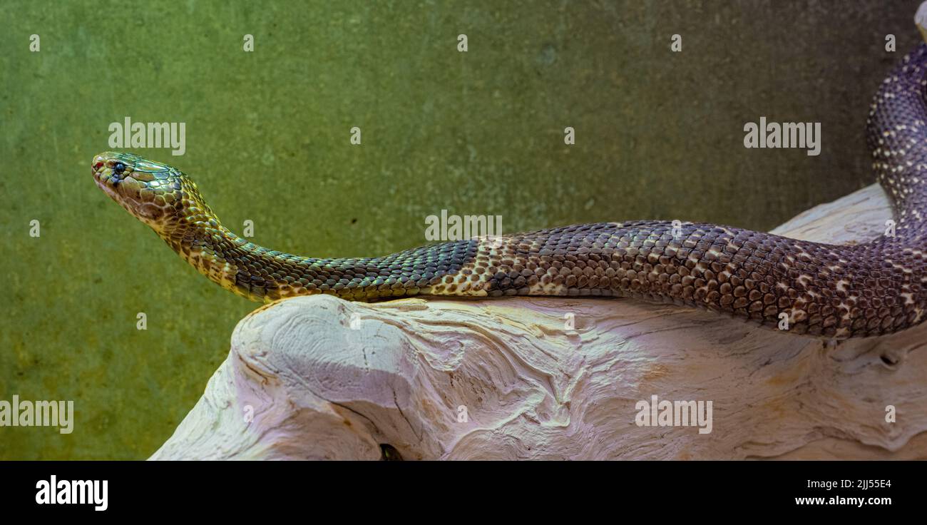 Naja naja è un genere di serpenti velenosi. Foto Stock