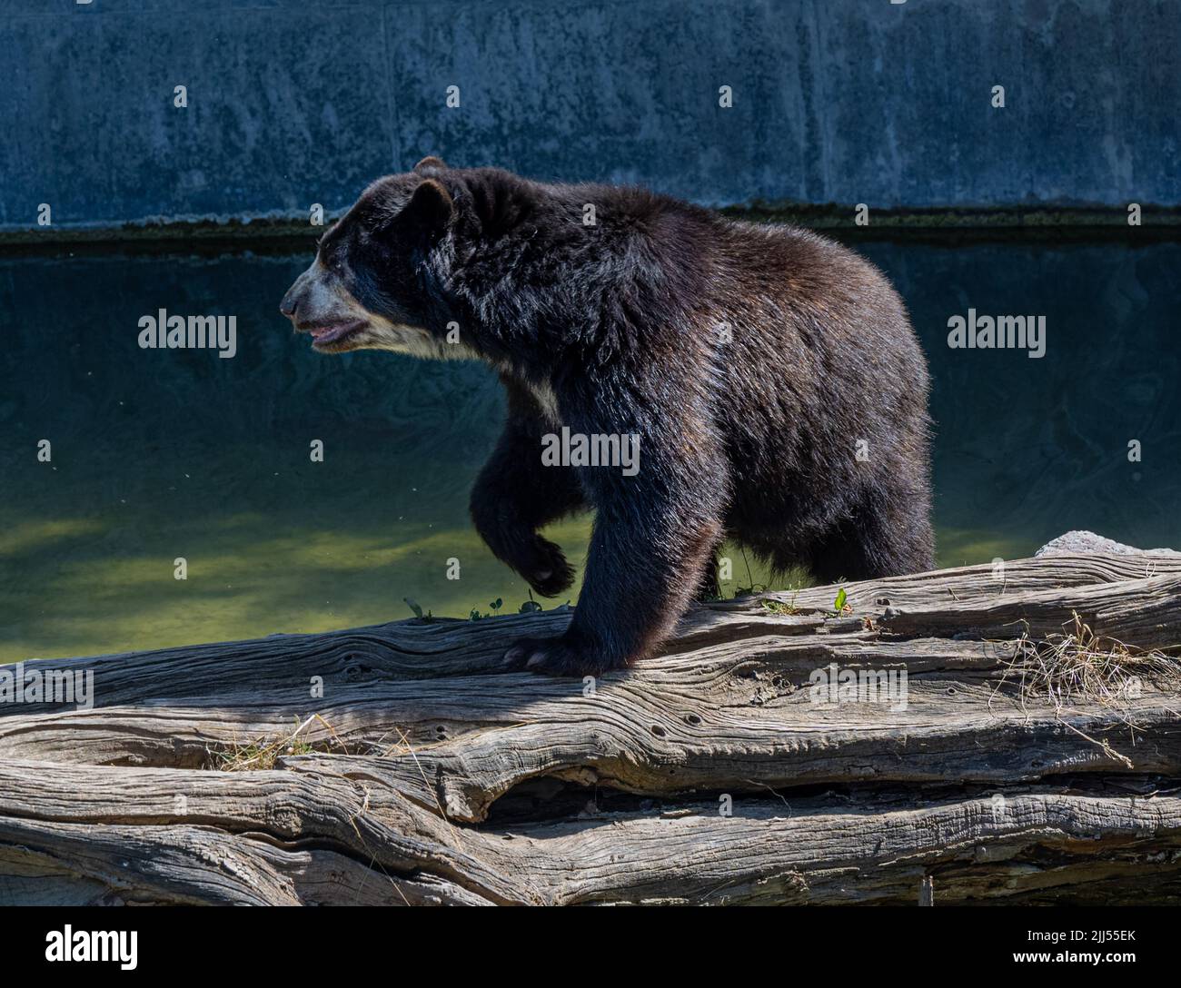 Orsetto (Tremarctos ornatus), orso andino Foto Stock